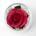 Cute - (Red Rose)